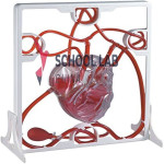 3D Pumping Heart